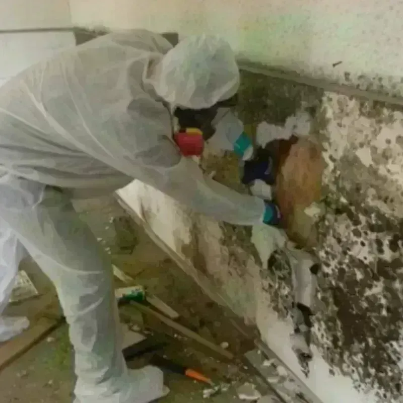 Mold Remediation and Removal in Entiat, WA